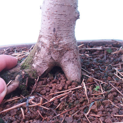 Venkovní bonsai -Javor babyka - Acer campestre - 5