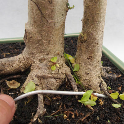 Pokojová bonsai -Ligustrum Aurea - Ptačí zob - 5