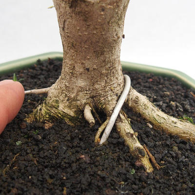 Pokojová bonsai -Ligustrum Variegata - Ptačí zob - 5