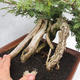 Pokojová bonsai -Phyllanthus Niruri- Smuteň - 5/6