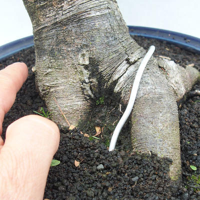 Pokojová bonsai -Phyllanthus Niruri- Smuteň - 5