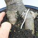 Pokojová bonsai -Phyllanthus Niruri- Smuteň - 5/6