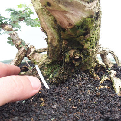 Pokojová bonsai -Phyllanthus Niruri- Smuteň - 5