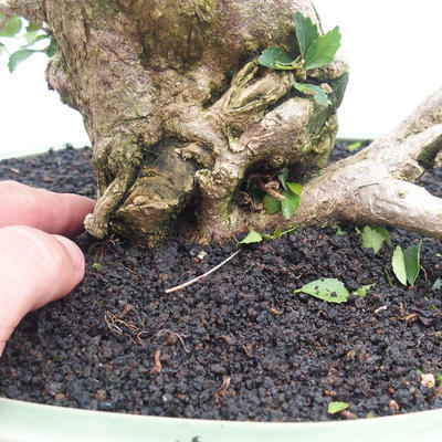 Pokojová bonsai - Cudrania equisetifolia - 5