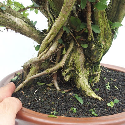 Pokojová bonsai - Cudrania equisetifolia - 5