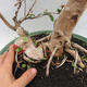 Pokojová bonsai - Australská třešeň - Eugenia uniflora - 5/5