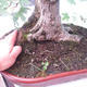 Venkovní bonsai -Javor babyka - Acer campestre - 5/7