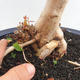 Pokojová bonsai - Australská třešeň - Eugenia uniflora - 5/5
