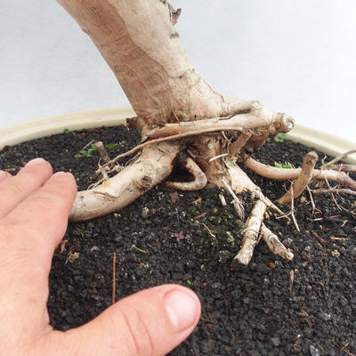 Pokojová bonsai - Australská třešeň - Eugenia uniflora - 5