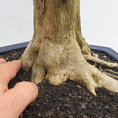 Pokojová bonsai - Duranta erecta Variegata - 5