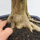 Pokojová bonsai - Duranta erecta Variegata - 5/6