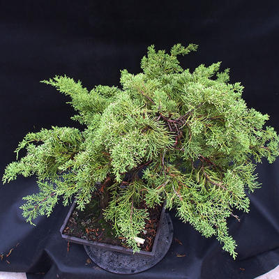 Jalovec - Juniperus sabina NO-22 - 5