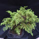 Jalovec - Juniperus sabina NO-22 - 5/7