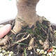 Venkovní bonsai -Malus halliana - Maloplodá jabloň - 5/6