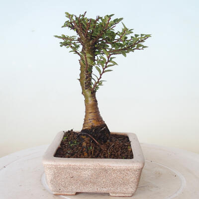 Venkovní bonsai - Ulmus parvifolia SAIGEN - Malolistý jilm - 5