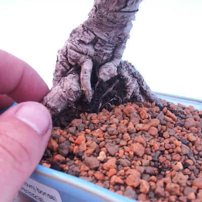 Venkovní bonsai -Borovice  drobnokvětá - Pinus parviflora glauca - 5