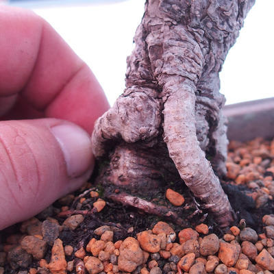 Venkovní bonsai -Borovice  drobnokvětá - Pinus parviflora glauca - 5