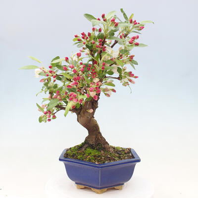 Venkovní bonsai -Malus halliana - Maloplodá jabloň - 5