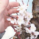 Venkovní bonsai -Japonská meruňka - Prunus Mume - 5/6