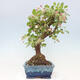 Venkovní bonsai -Malus halliana - Maloplodá jabloň - 5/7