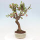 Venkovní bonsai -Malus halliana - Maloplodá jabloň - 5/7