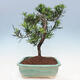 Pokojová bonsai - Podocarpus - Kamenný tis - 5/7