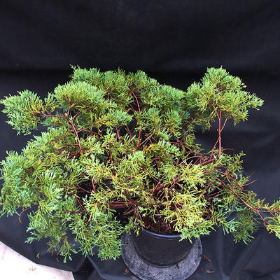 Jalovec - Juniperus sabina NO-23 - 5