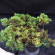 Jalovec - Juniperus sabina NO-23 - 5/7