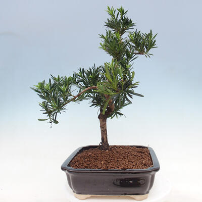 Pokojová bonsai - Podocarpus - Kamenný tis - 5