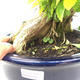 Pokojová bonsai - Duranta erecta Aurea - 5/6