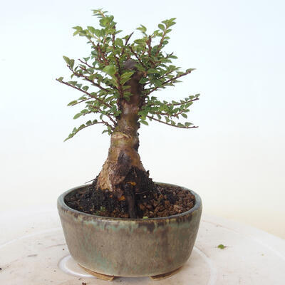 Venkovní bonsai - Ulmus parvifolia SAIGEN - Malolistý jilm - 5