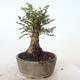 Venkovní bonsai - Ulmus parvifolia SAIGEN - Malolistý jilm - 5/7