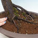Venkovní bonsai - Prunus spinosa - trnka - 5/6