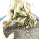Pokojová bonsai - Duranta erecta Aurea - 5/6