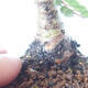 Venkovní bonsai - Ulmus parvifolia SAIGEN - Malolistý jilm - 5/7