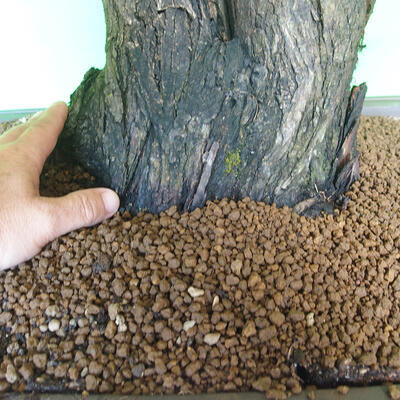 Pokojová bonsai - Akacia Arabica - 5