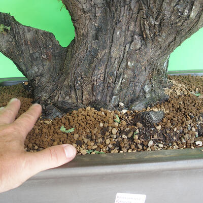 Pokojová bonsai - Akacia Arabica - 5