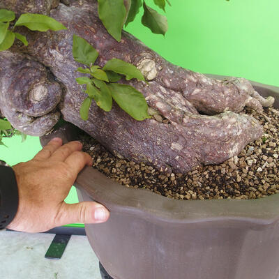 Izbová bonsai - Bouganwilea - 5
