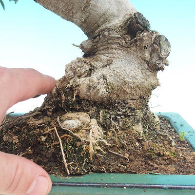 Pokojová bonsai - Olea europaea sylvestris -Oliva evropská drobnolistá - 5