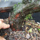 Jalovec - Juniperus sabina NO-24 - 5/5