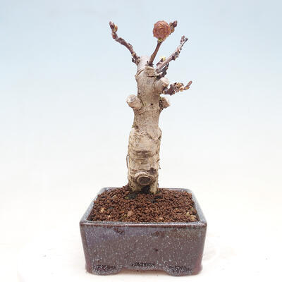 Venkovní bonsai - Vistarie květnatá - Wisteria floribunda - 5