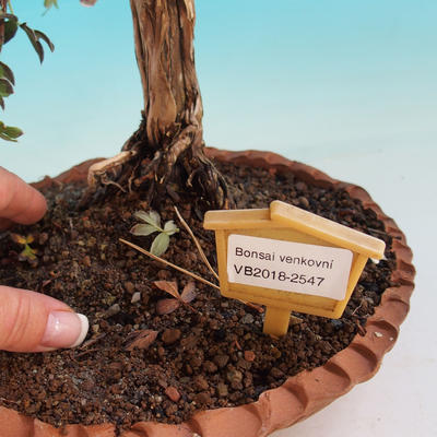 Venkovní bonsai-Mochna křovitá - Dasiphora fruticosa bílá - 5