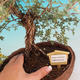Venkovní bonsai-Mochna křovitá - Dasiphora fruticosa žlutá - 5/5