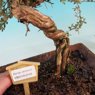 Venkovní bonsai-Mochna křovitá - Dasiphora fruticosa žlutá - 5