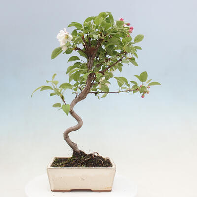Venkovní bonsai -Malus halliana - Maloplodá jabloň - 5