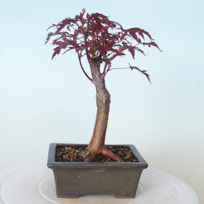 Venkovní bonsai - Acer palm. Atropurpureum-Javor dlanitolistý červený - 5