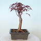 Venkovní bonsai - Acer palm. Atropurpureum-Javor dlanitolistý červený - 5/6