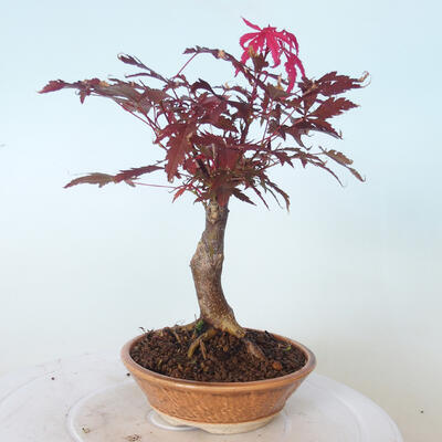 Venkovní bonsai - Acer palm. Atropurpureum-Javor dlanitolistý červený - 5