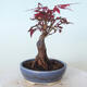 Venkovní bonsai - Acer palm. Atropurpureum-Javor dlanitolistý červený - 5/5