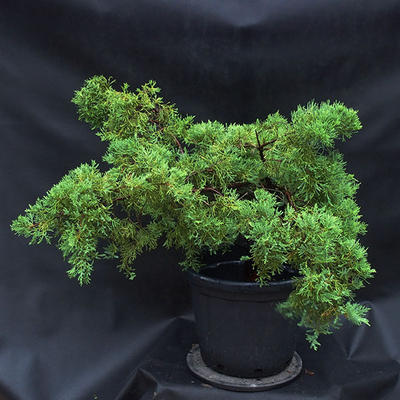 Jalovec - Juniperus sabina NO-25 - 5